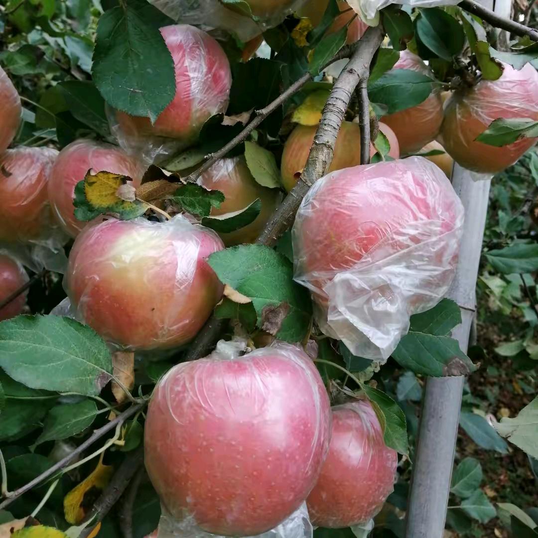 随缘