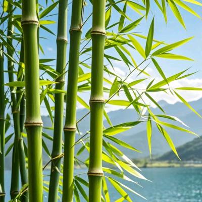 wutong