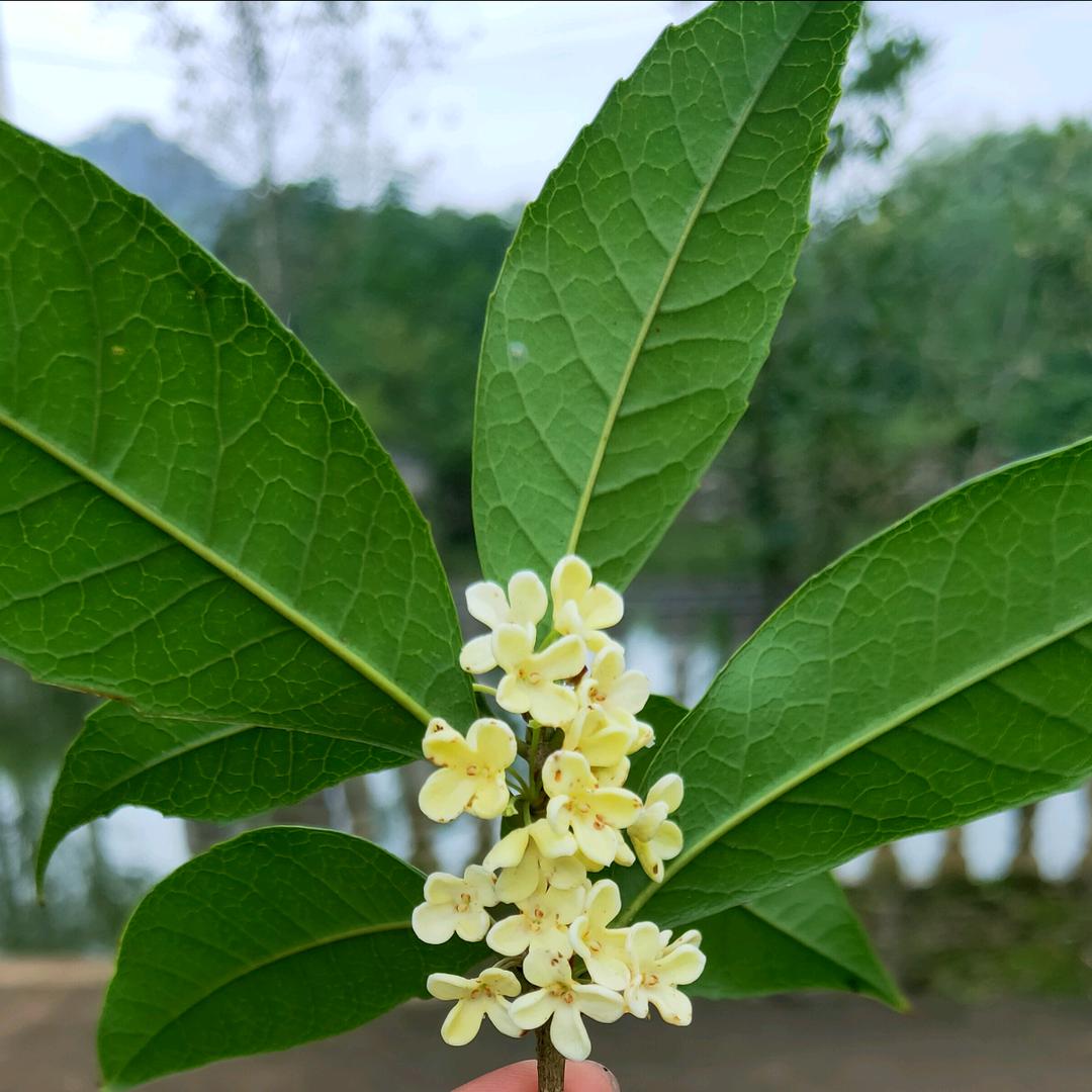 咸宁广电-赤壁仪君