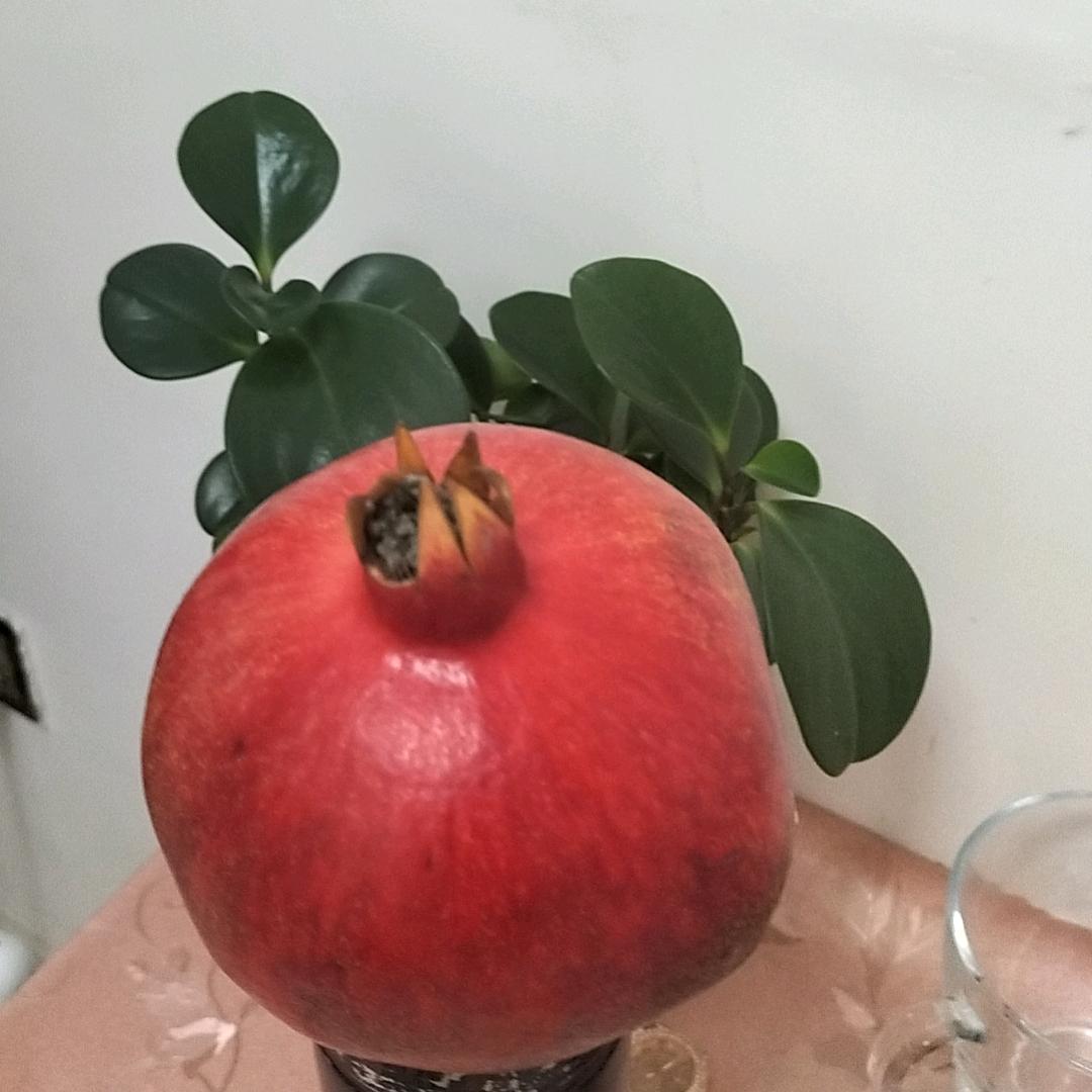 东北哥