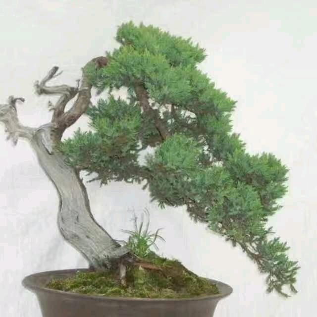 含笑梅园盆景园