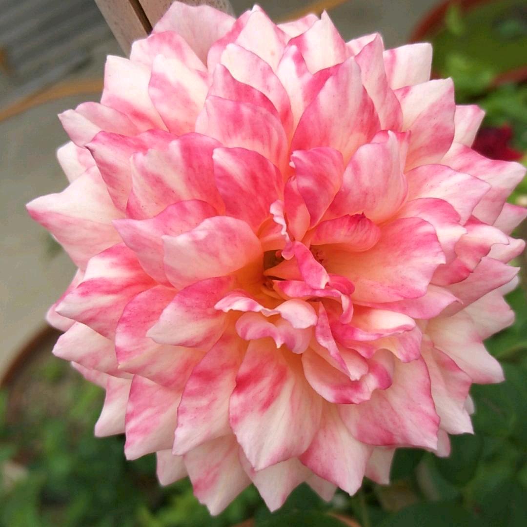 花之馨语