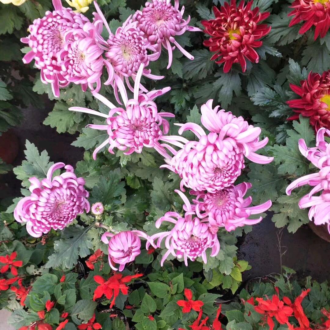 野花🌸