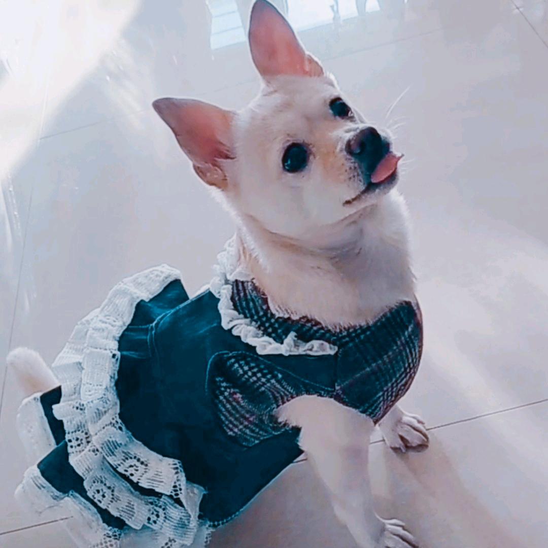 快乐裁缝(学画画)