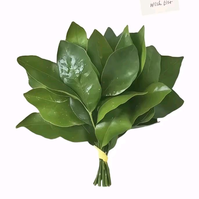 目羊登令