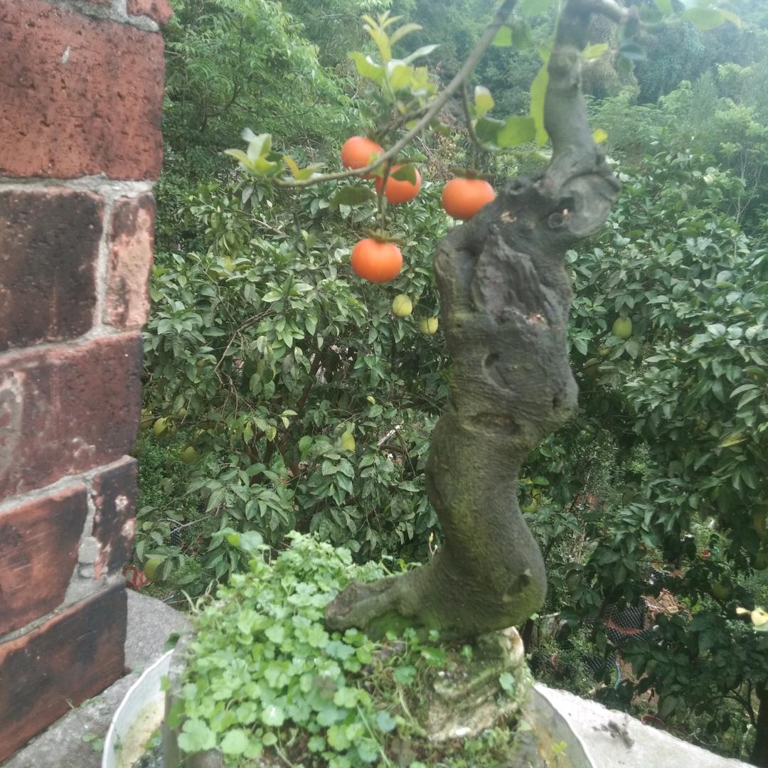 彰加镇绿水农场