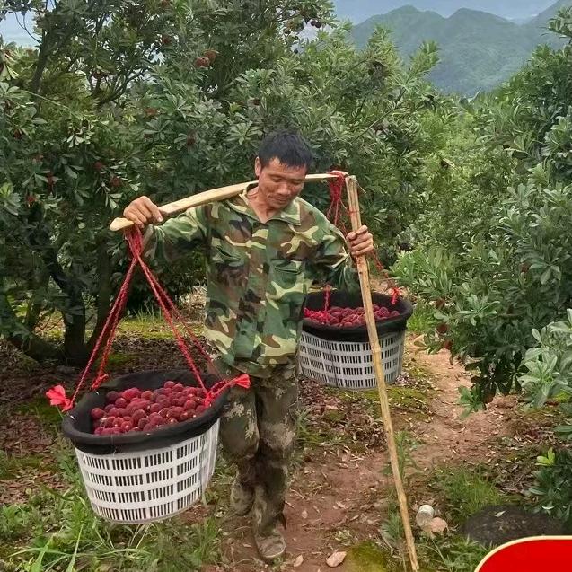 素汐杨梅（正宗仙居东魁杨梅）