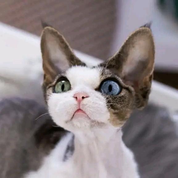 北京德文猫宠物生活坊