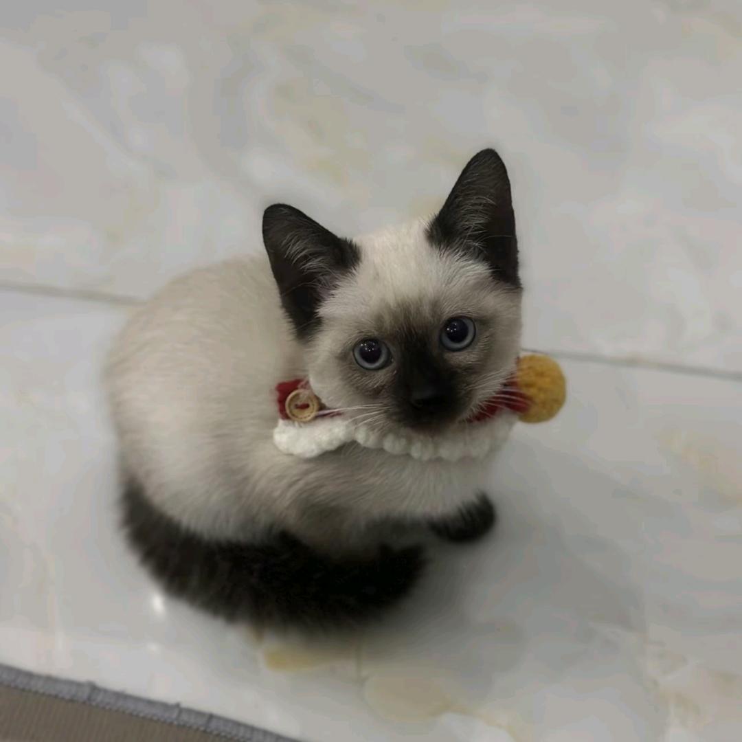 千叶