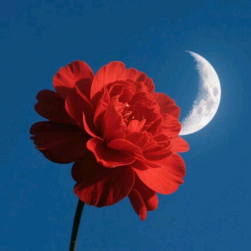 🌻花晨月夕🍀🍀