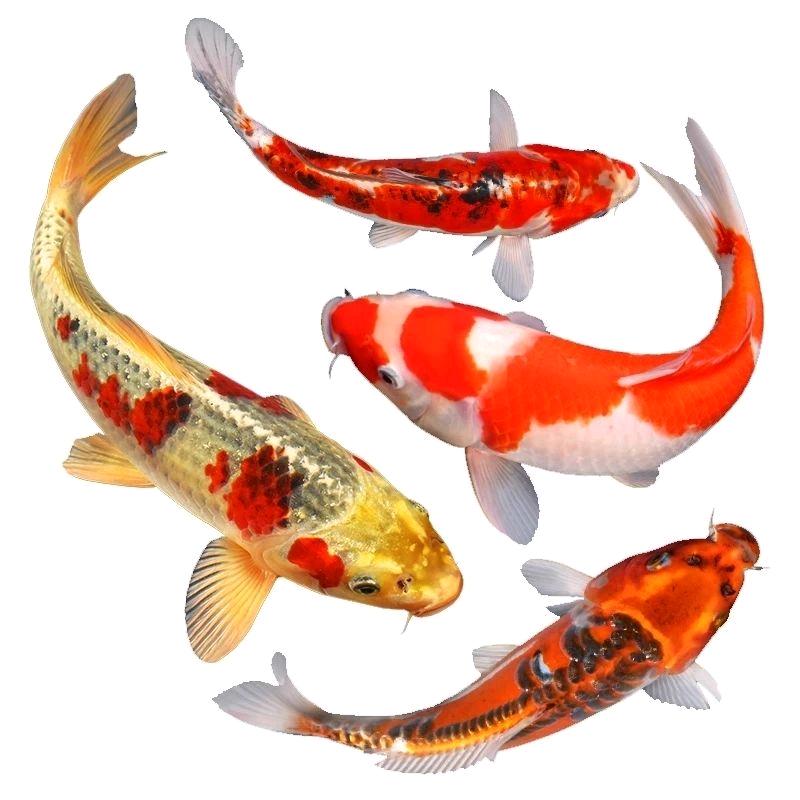 永兴水产臻选阁