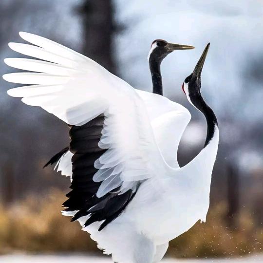 新农人（强🌱哥）