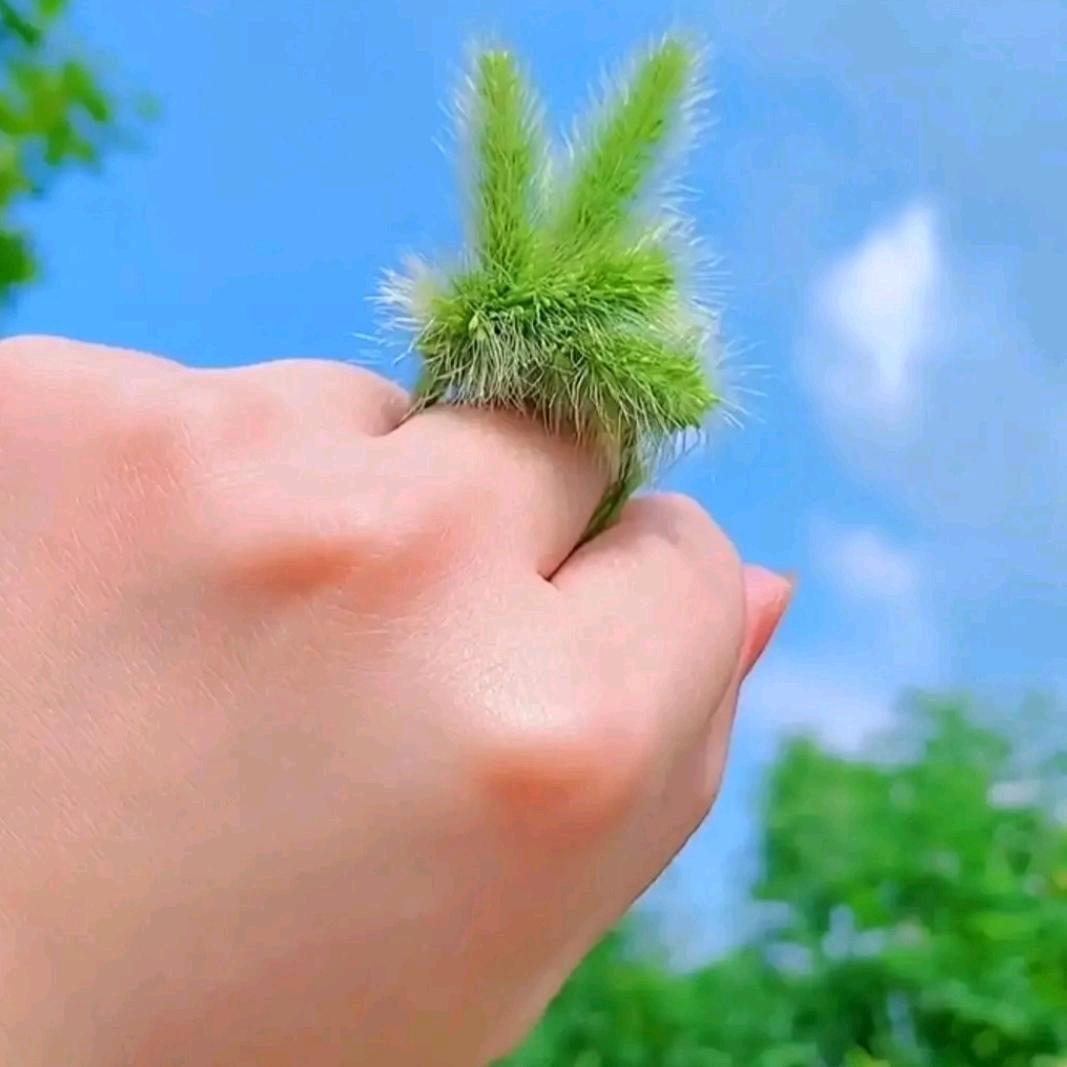 一笑而过🌱