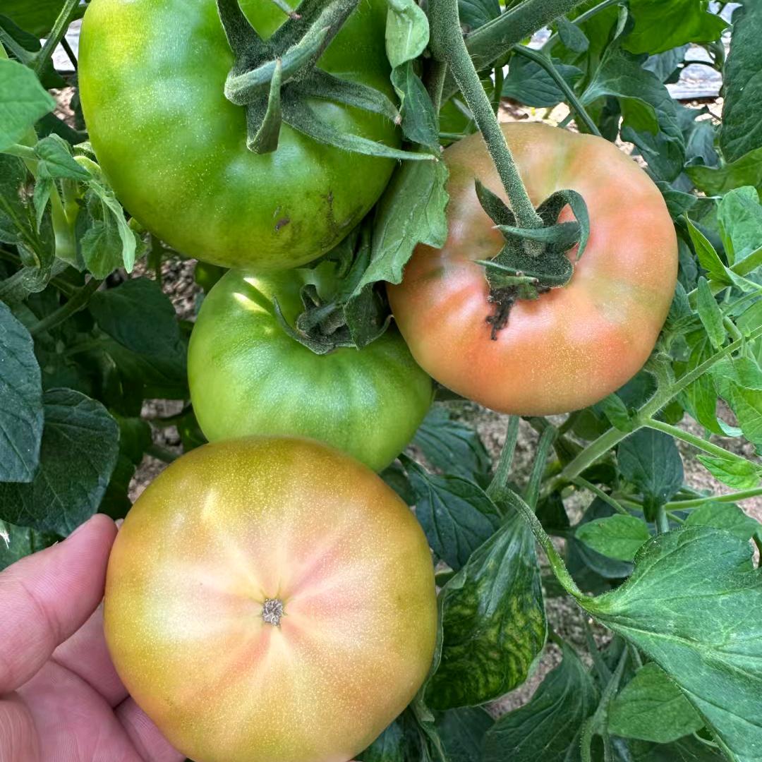 航瑞西红柿苗各种蔬菜苗