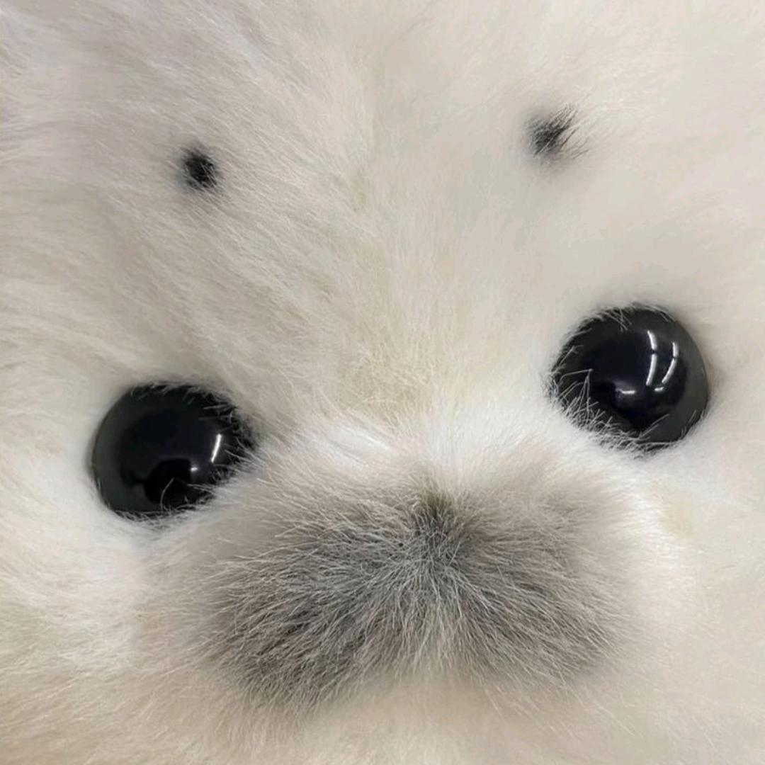 喜欢小狗