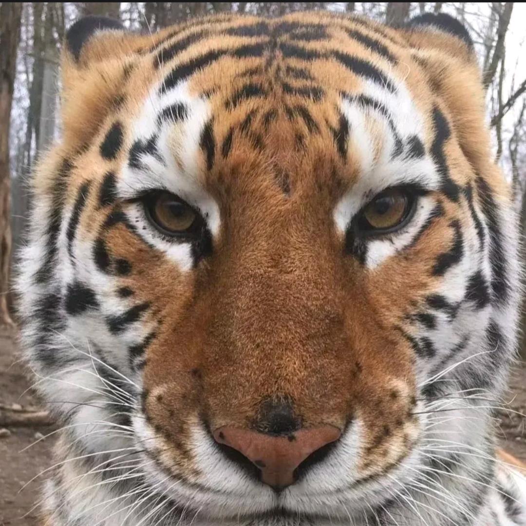 🐯