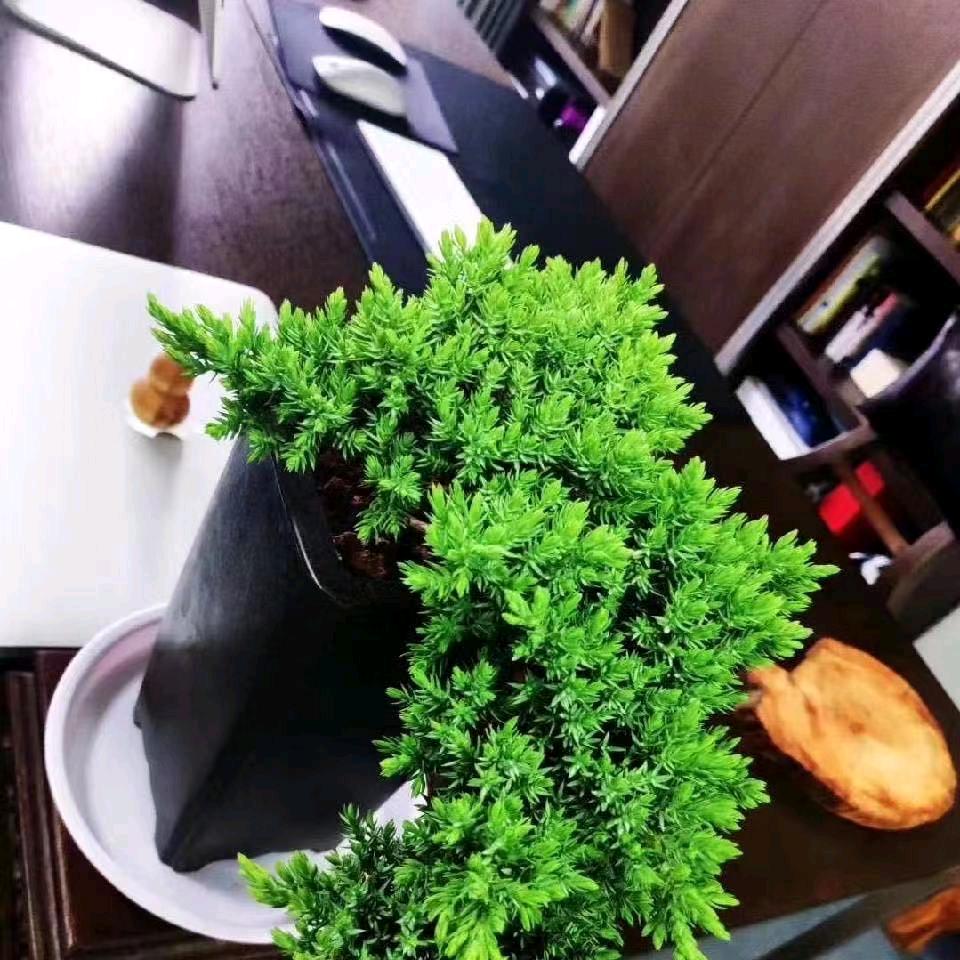 蘇北苗木（色块绿篱球类直销）