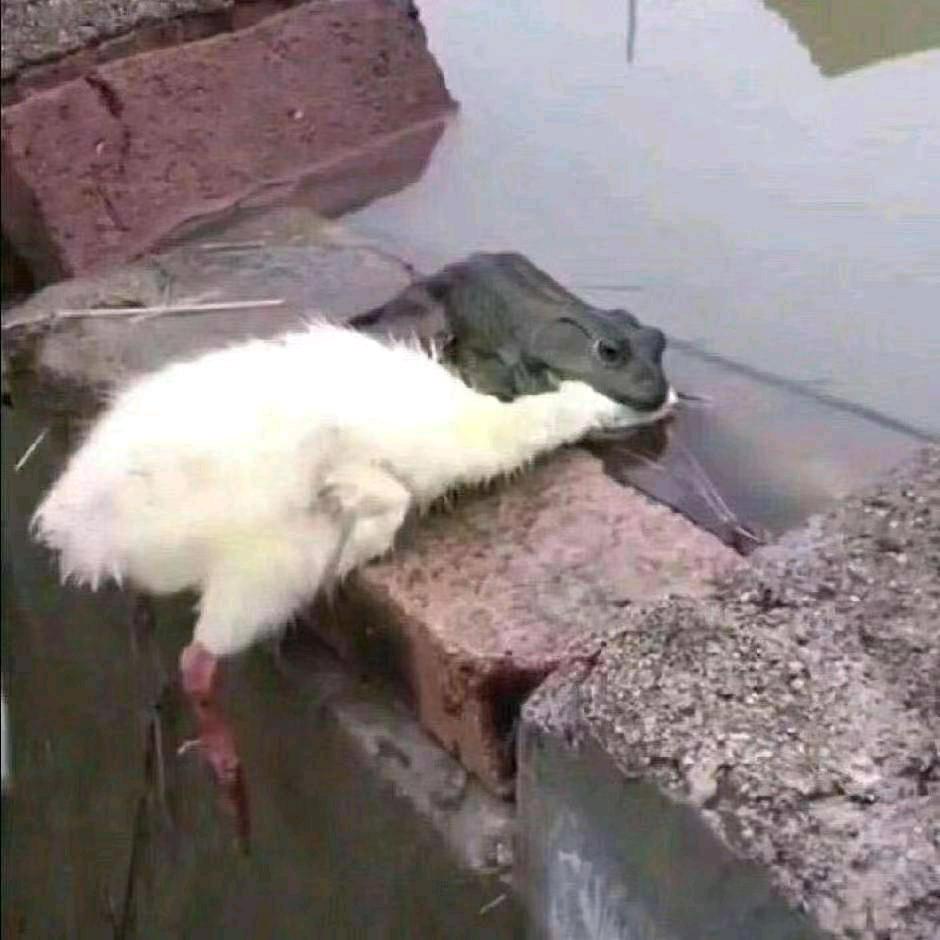 嘿嘿头像