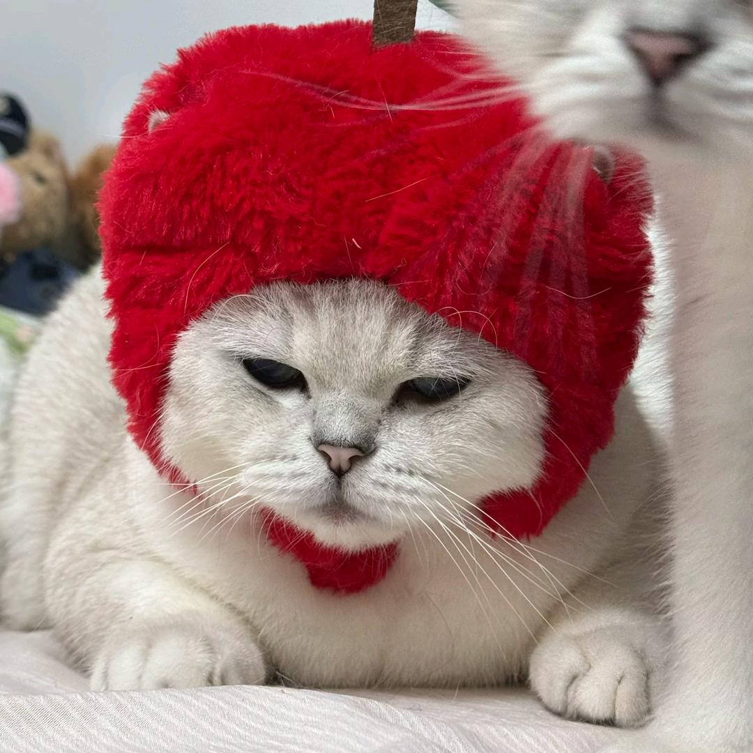 遥不可及的梦🌷