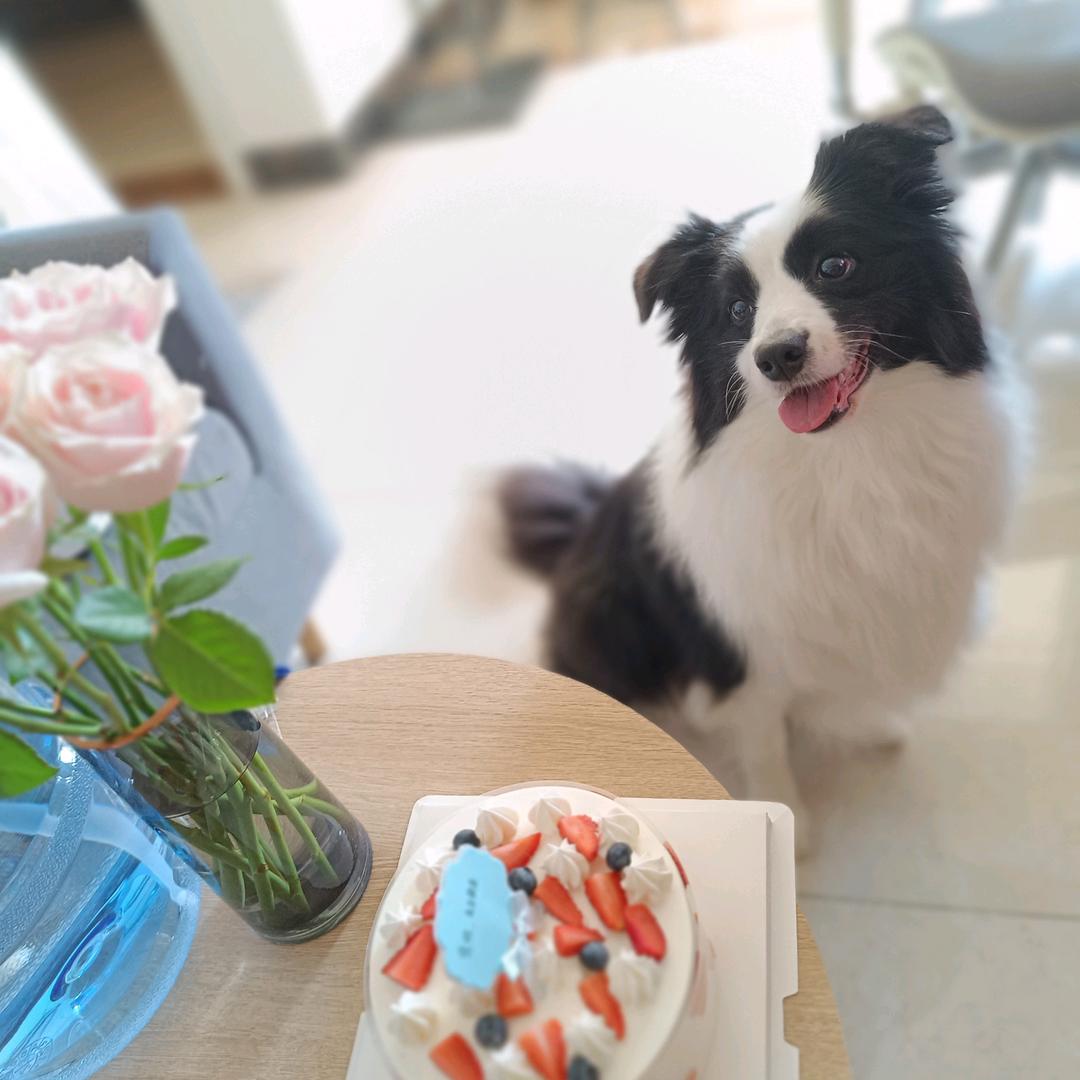 叫panda但不是panda