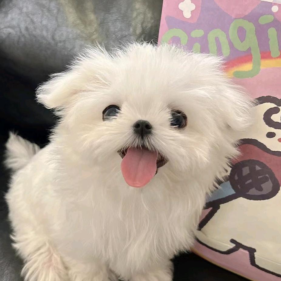 不会穿鞋