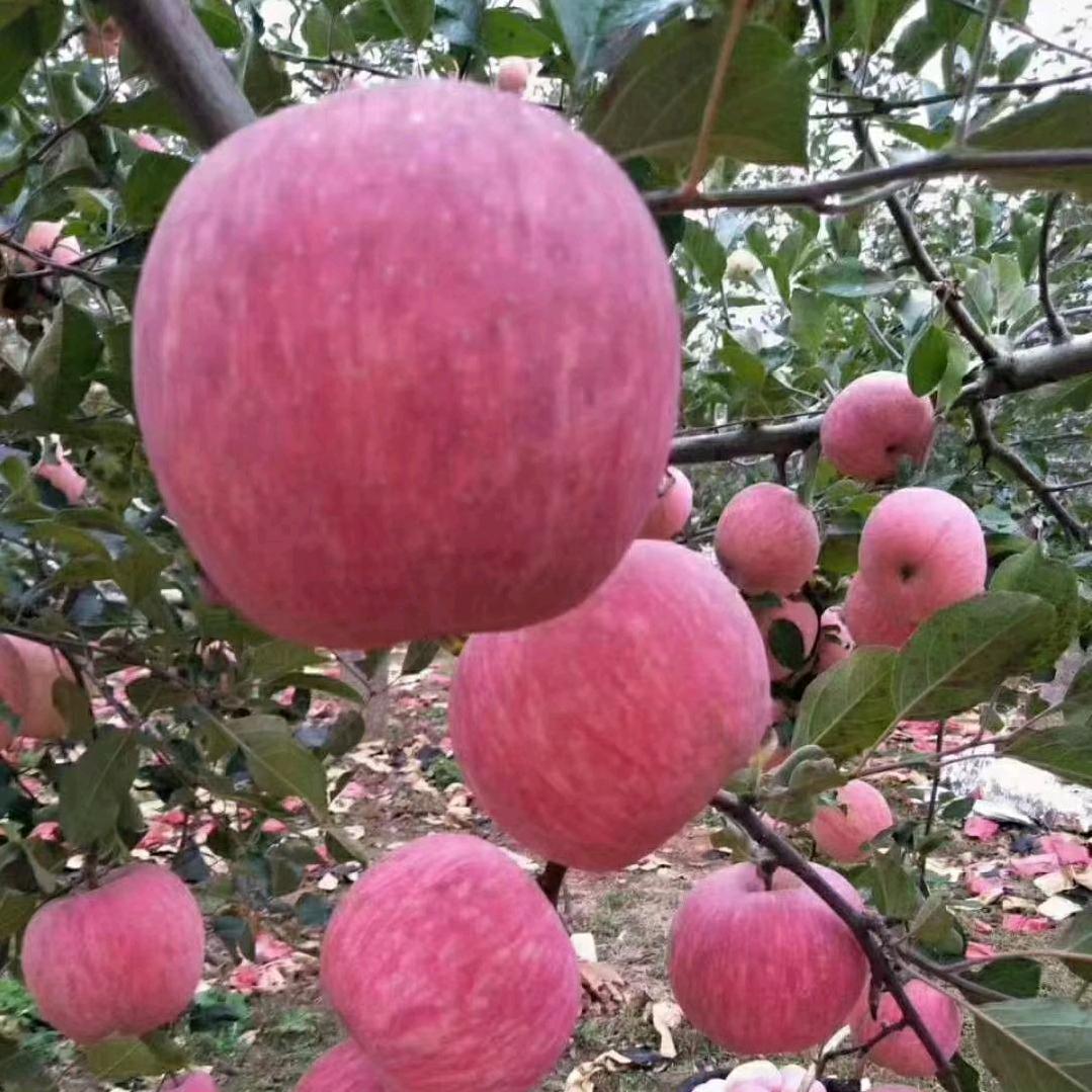 任总