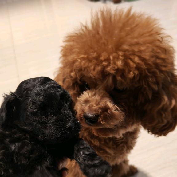 泰迪咖啡和她的女儿