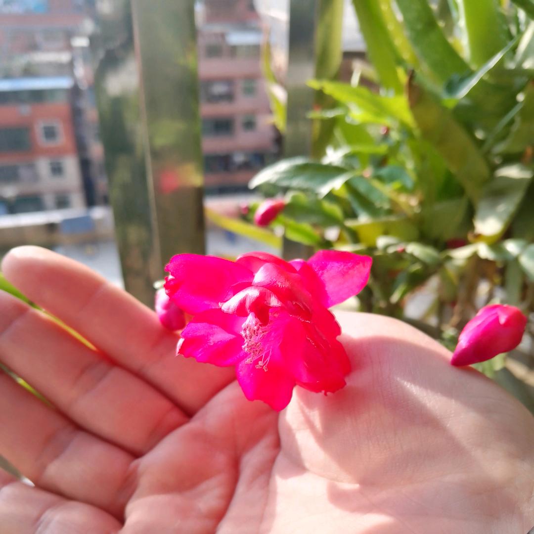 打酱油