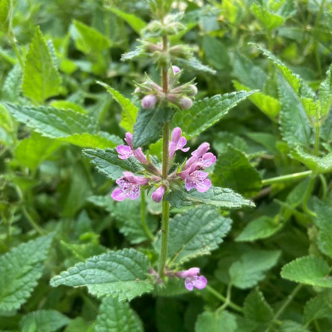 亿鑫农业《螺丝菜》