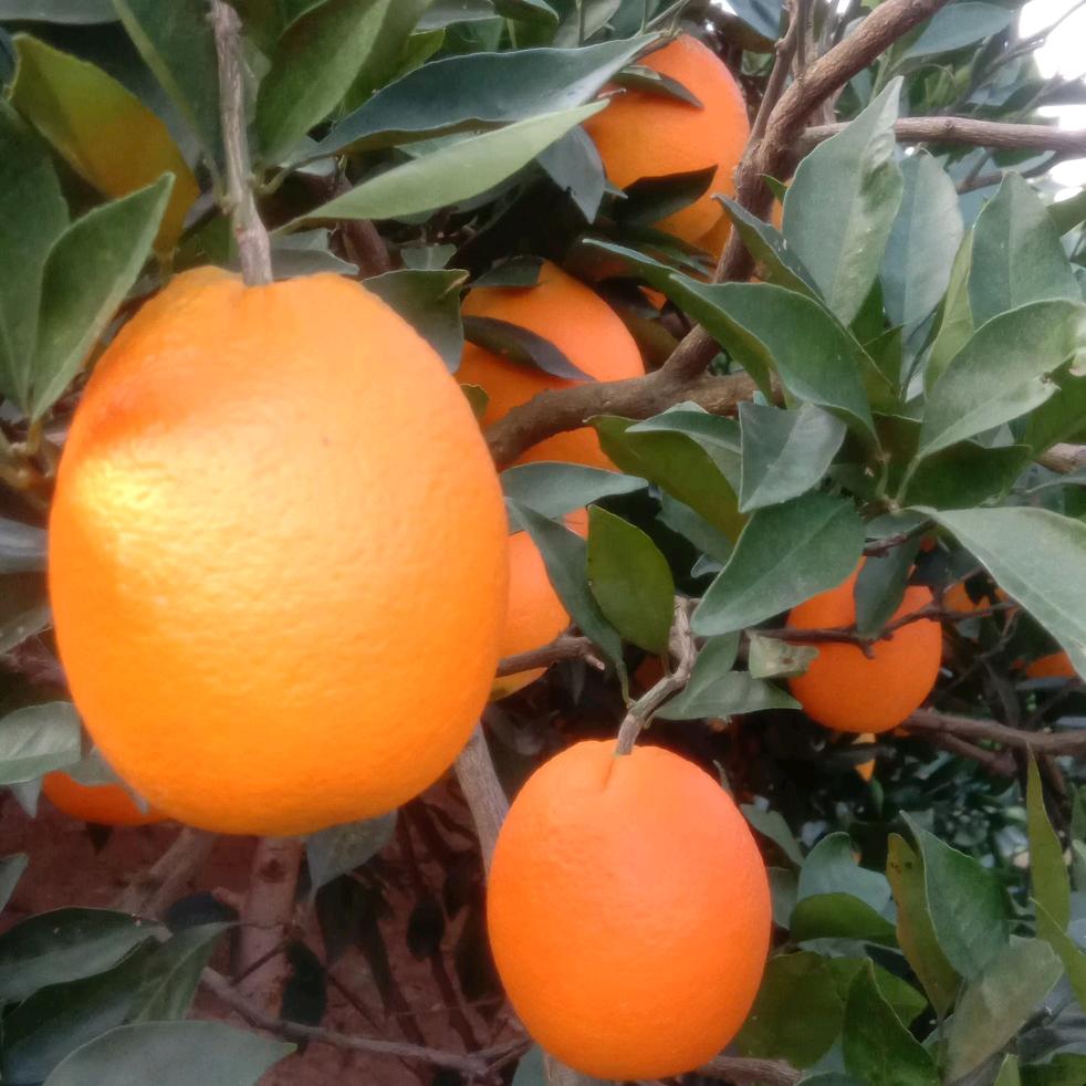 🍊枝江脐橙，艳子🍊