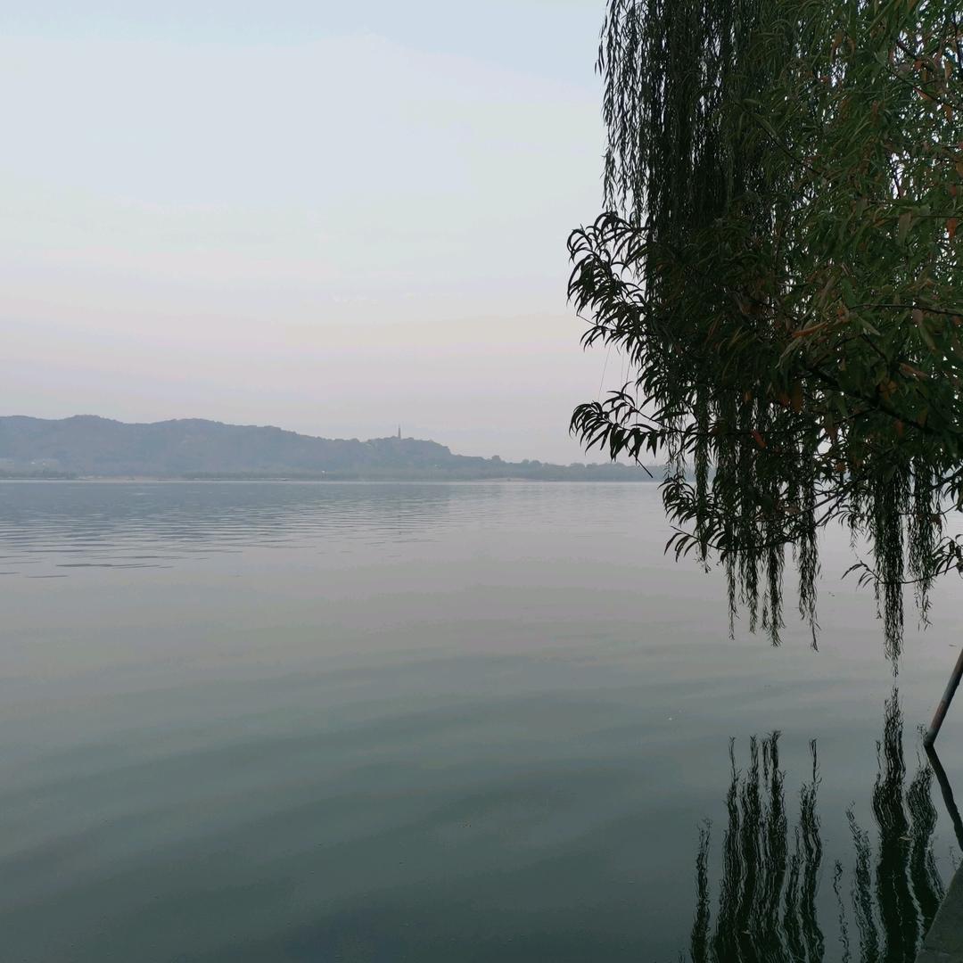 大红袍不是绿茶