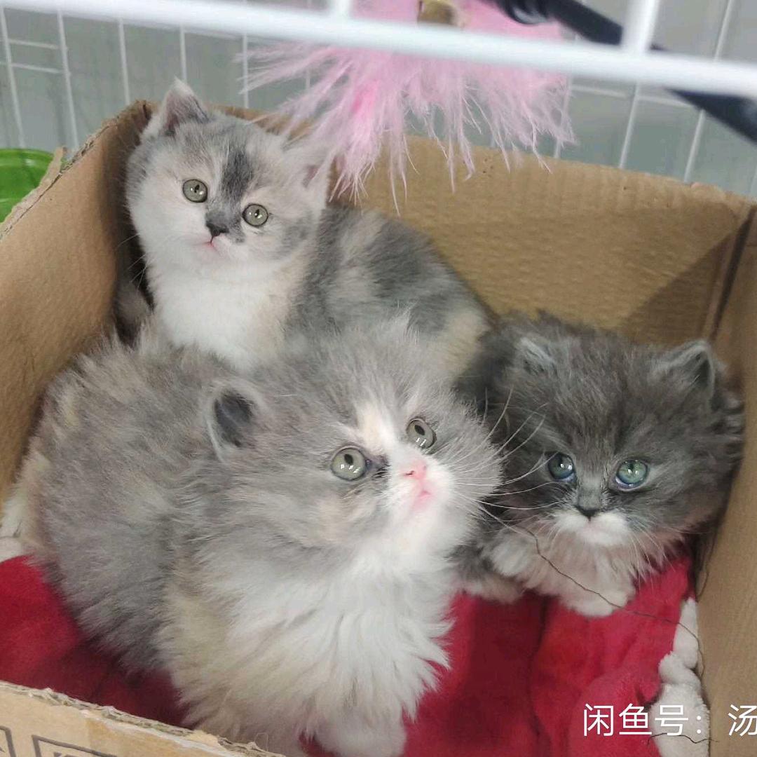 甜源宠物【要🐶🐈私聊】