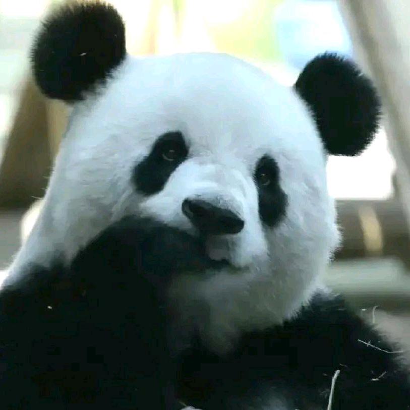 思嘉呀~