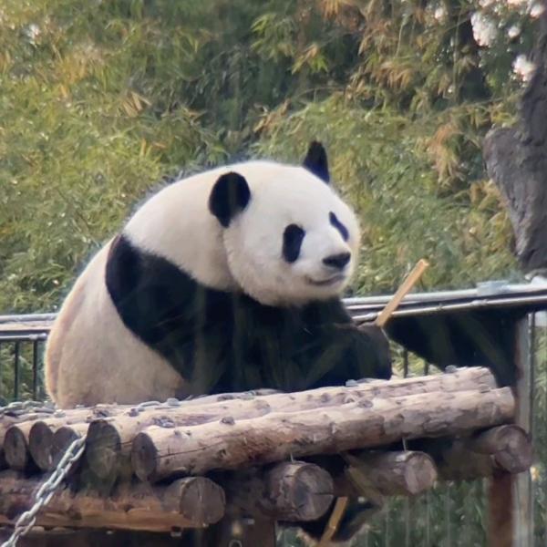 夜照玉