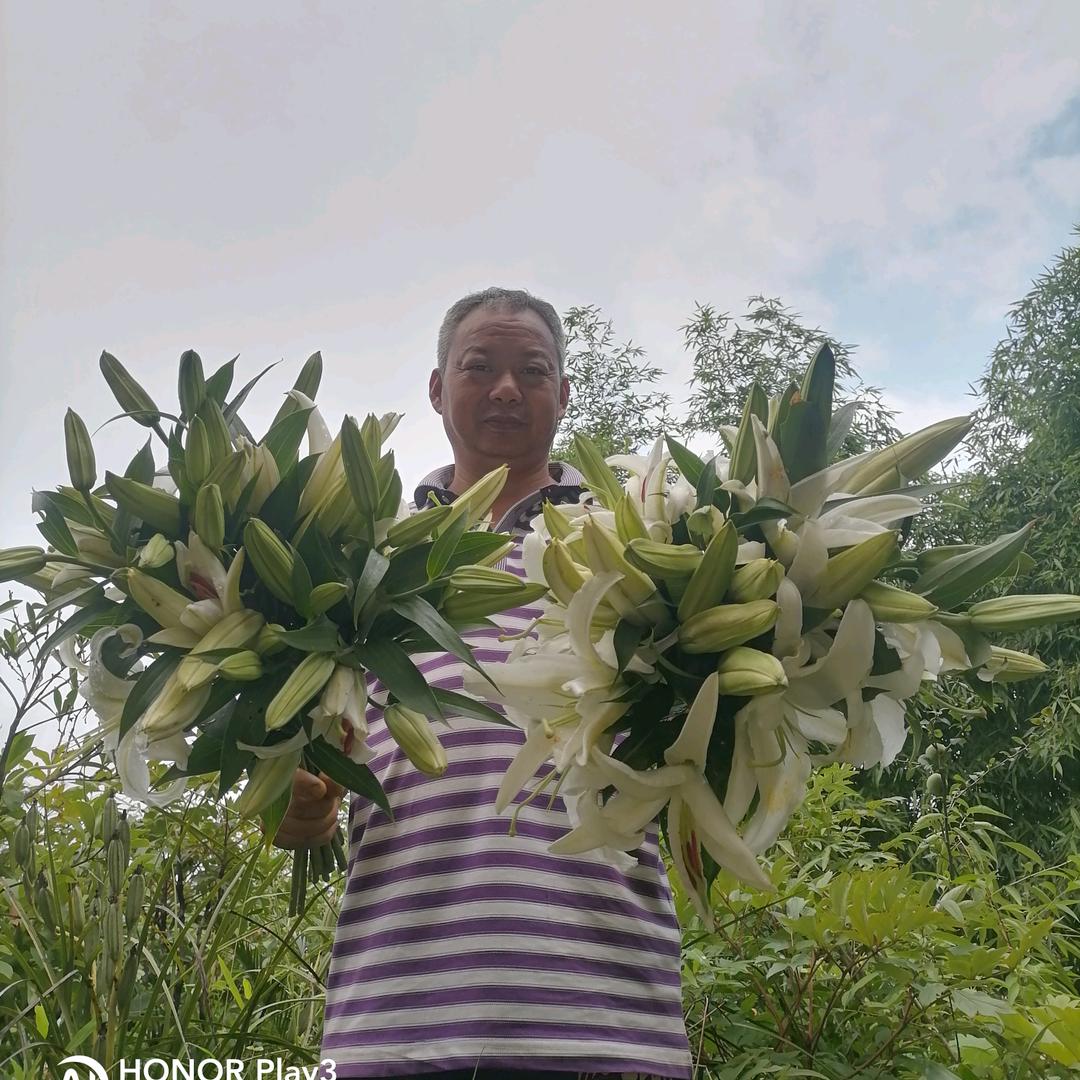 茶乡花王