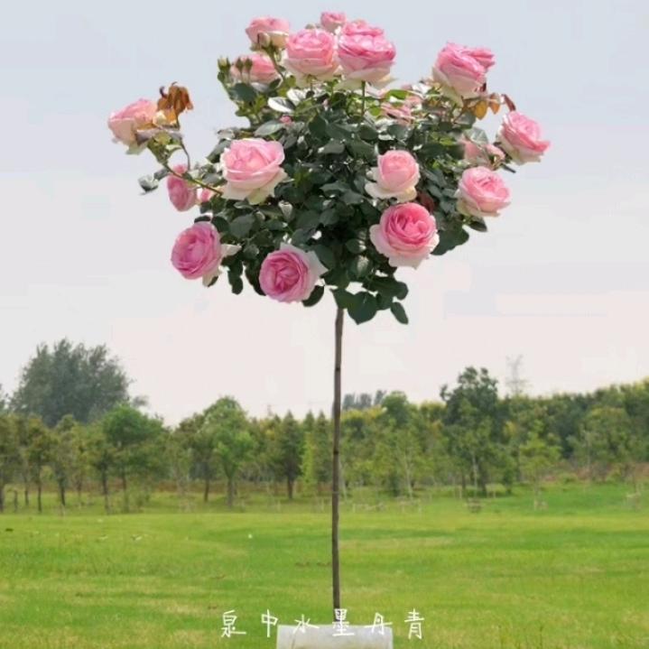 清华的小铺子ay9