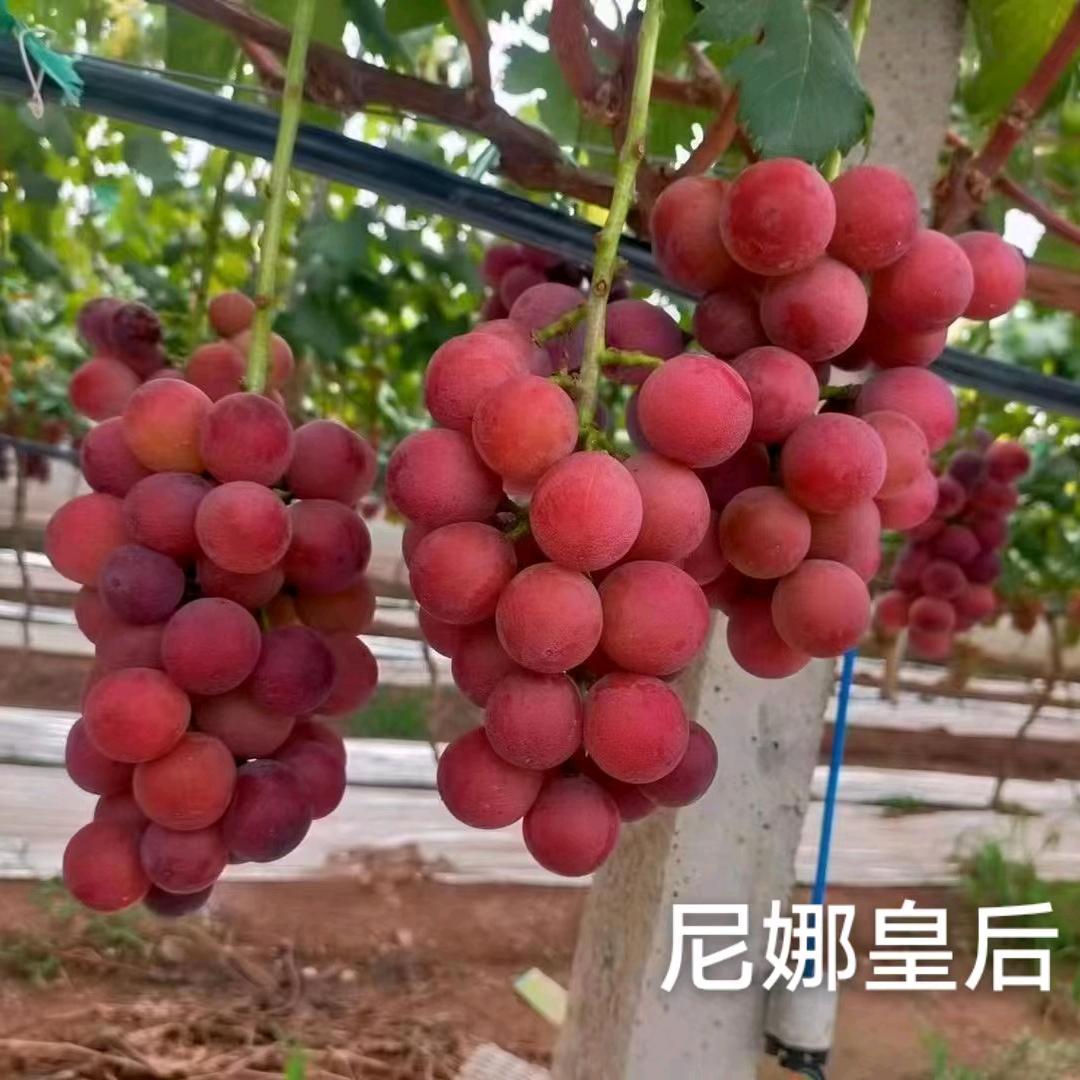 稷山县晋兴葡萄苗木种植有限公司