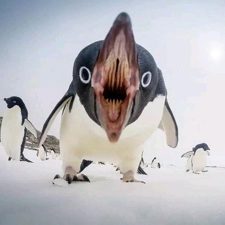 狂扇赵四半拉好嘴