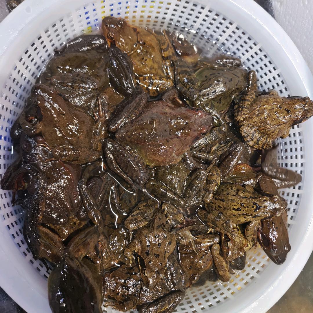 东北长白山林蛙