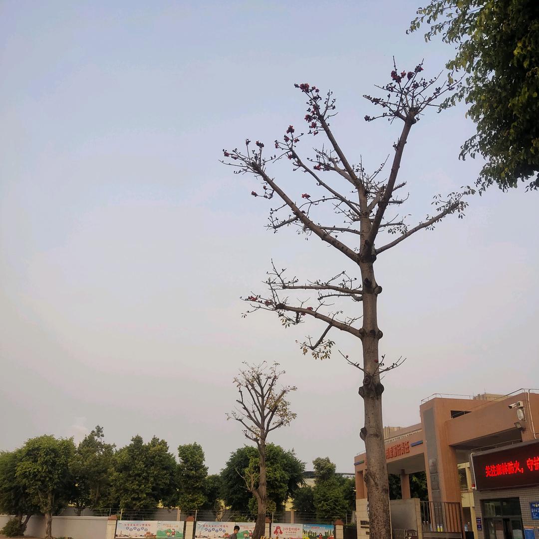傲娇的生煎包