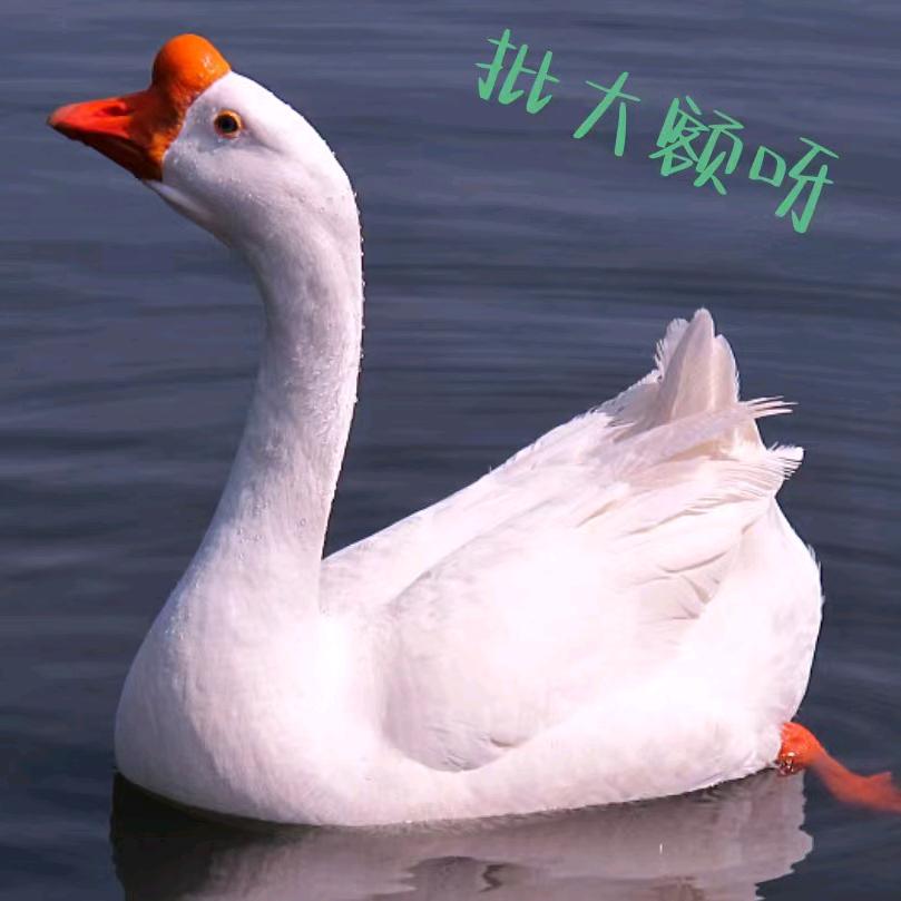 周转哥