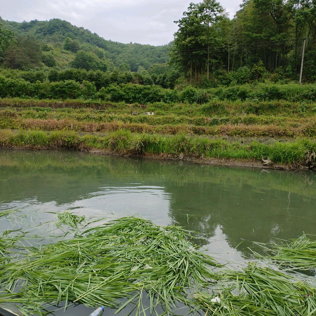 常下乡种菜的奶奶
