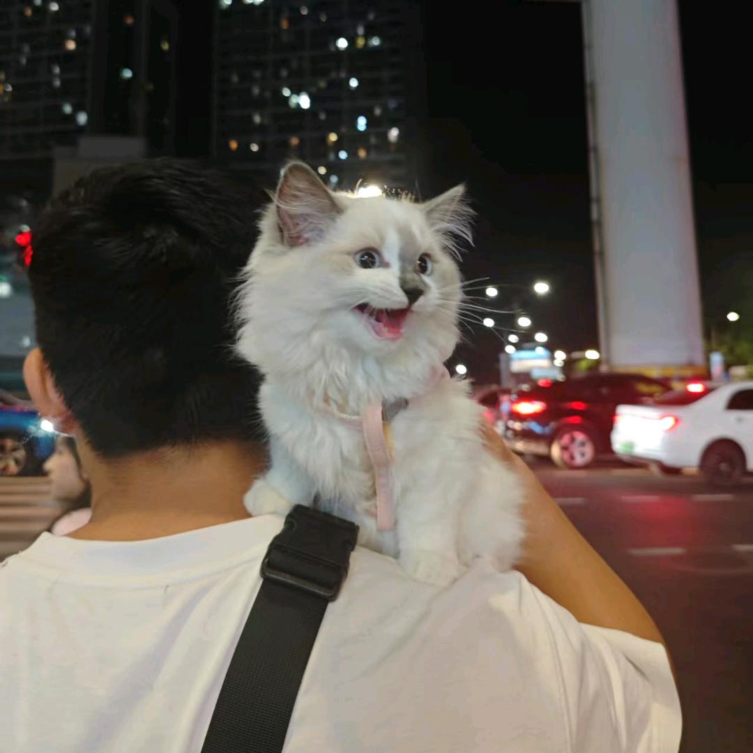 德华p的喵生活