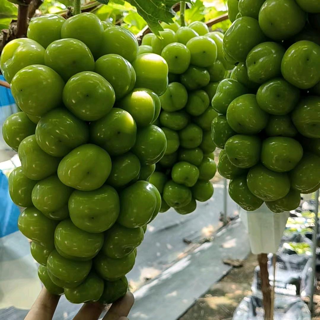 新沂大飞果蔬优品小铺