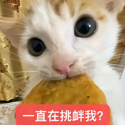 笨蛋小喵