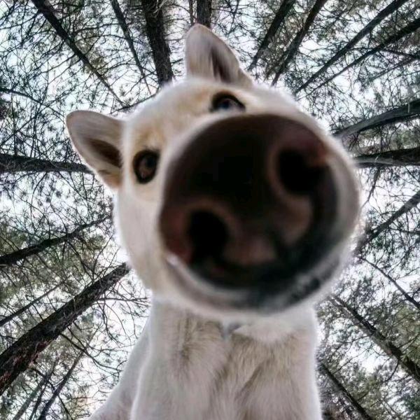 马铃薯的家(见饼版)