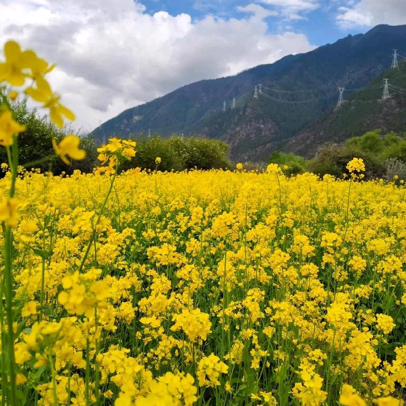 百年口岸实木菜板2