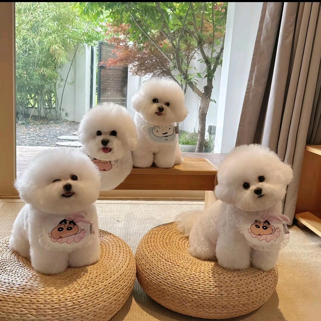 艾鑫犬舍(新手养比熊)