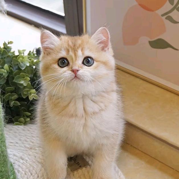 金豆不是小呆猫