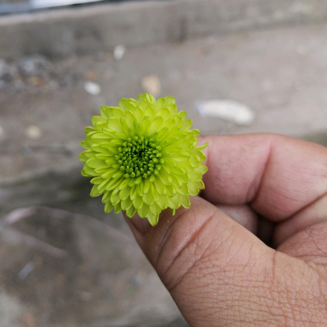 起风了头像